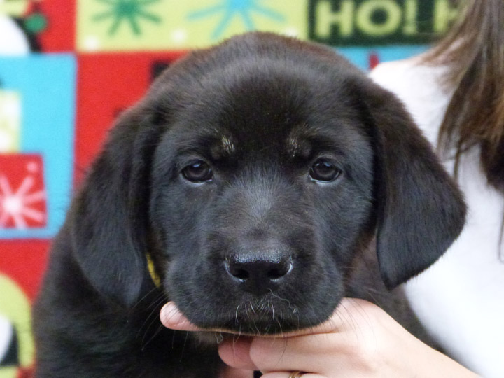 chinook puppy